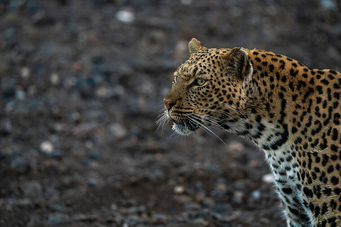 Leopard (Panthera pardus), Mashatu Wildreservat, Botswana.