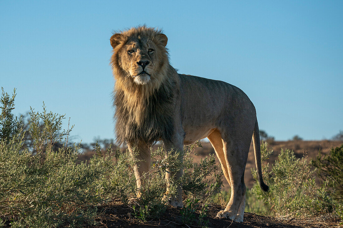 Männlicher Löwe (Panthera leo), Mashatu Game Reserve, Botsuana.
