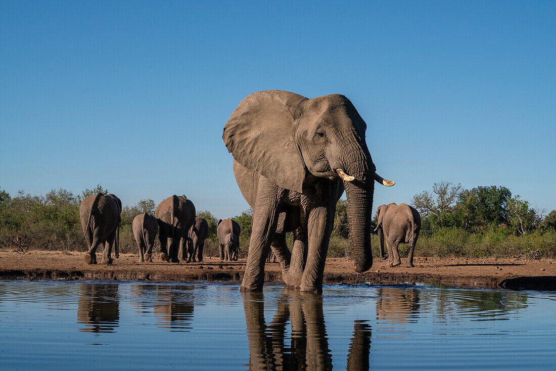 Afrikanische Elefanten (Loxodonta africana) beim Trinken am Wasserloch, Mashatu Game Reserve, Botsuana.