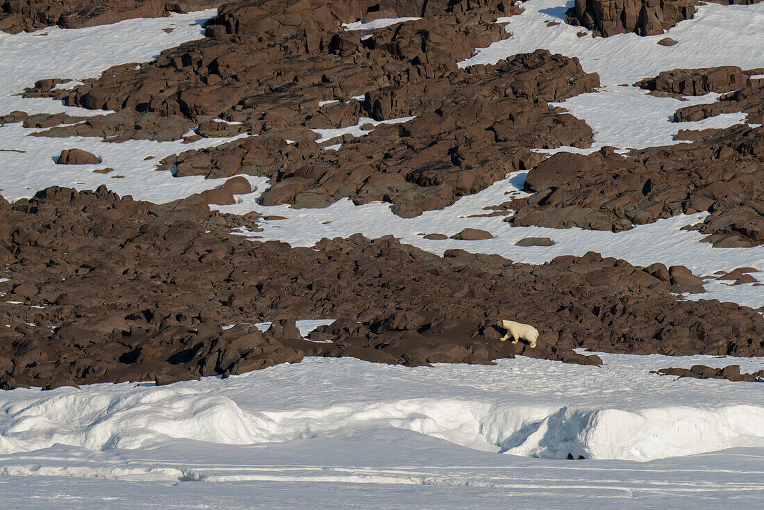 Eisbär (Ursus maritimus) beim Spaziergang auf den Felsen, Wahlbergoya, Svalbard Inseln, Norwegen.