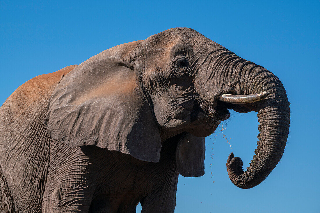 African elephant (Loxodonta africana),Mashatu Game Reserve,Botswana.