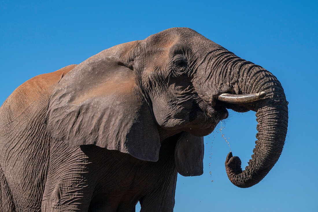 Afrikanischer Elefant (Loxodonta africana), Mashatu Game Reserve, Botswana.