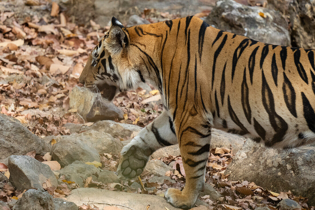 Bengal tiger (Panthera Tigris),Bandhavgarh National Park,India.