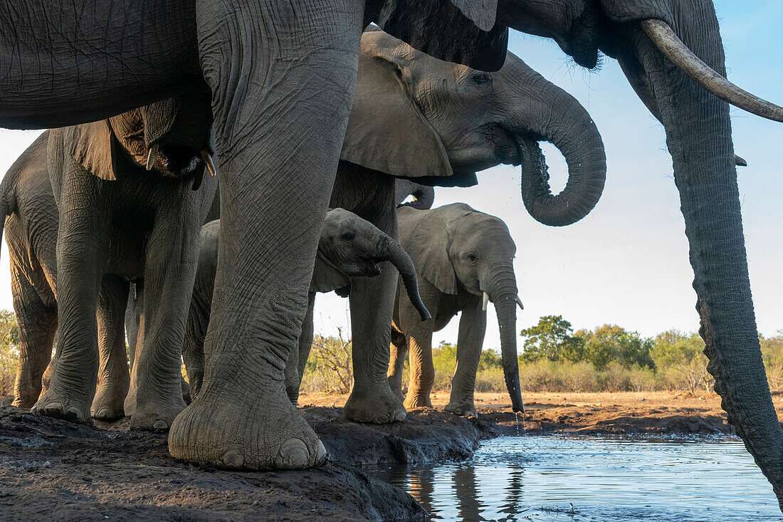 Afrikanische Elefanten (Loxodonta africana) trinken an einer Wasserstelle im Mashatu-Wildreservat, Botsuana.
