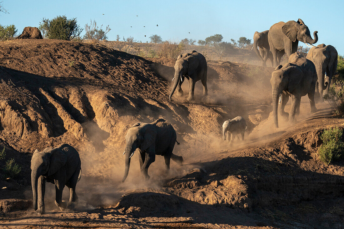 Afrikanischer Elefant (Loxodonta africana) beim Spazierengehen in einer Reihe, Mashatu Game Reserve, Botswana.