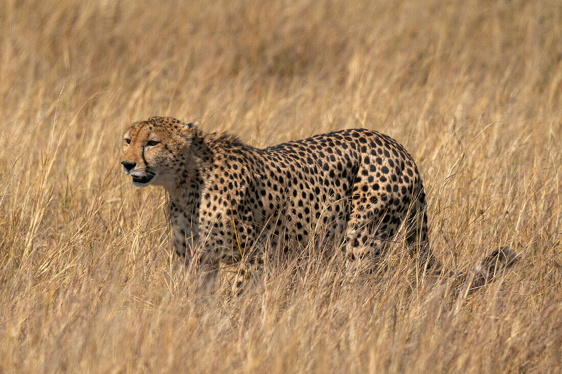 Gepard (Acinonyx jubatus) beim Spaziergang in der Savanne, Okavango Delta, Botswana.