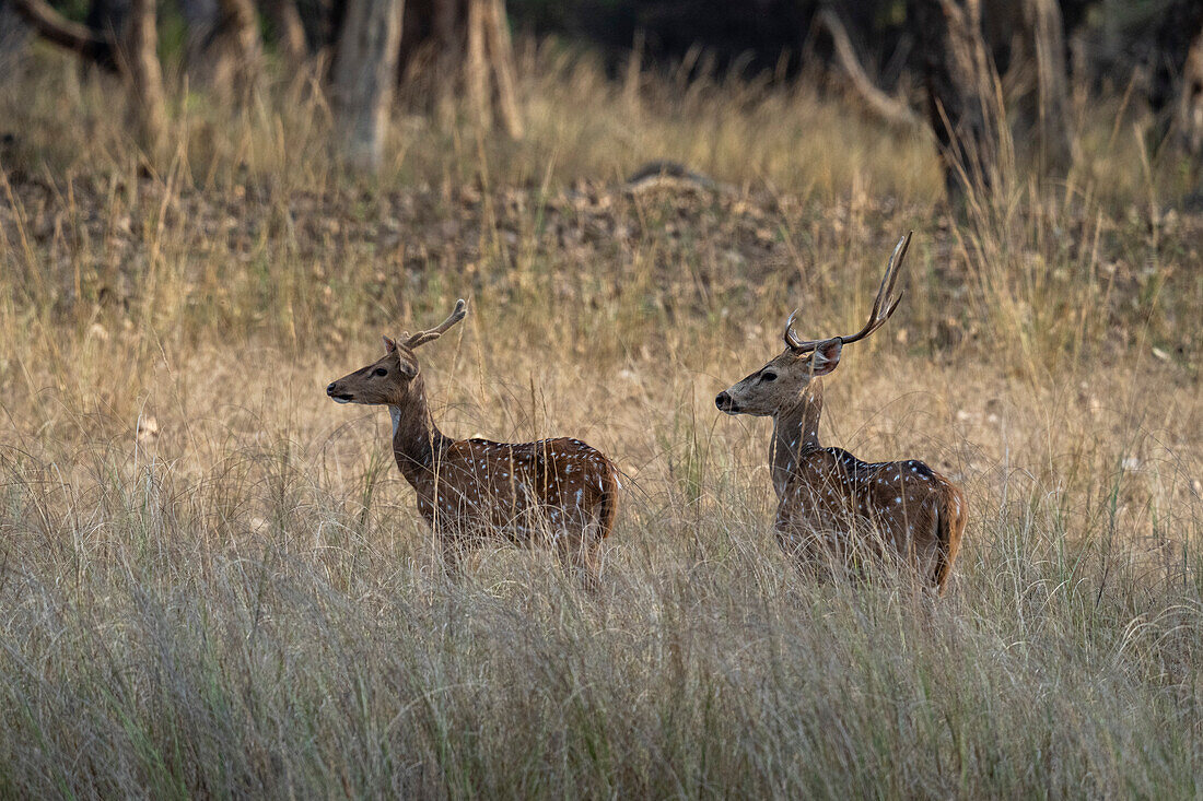 Axis Deer (Cervus axis),Bandhavgarh National Park,India.