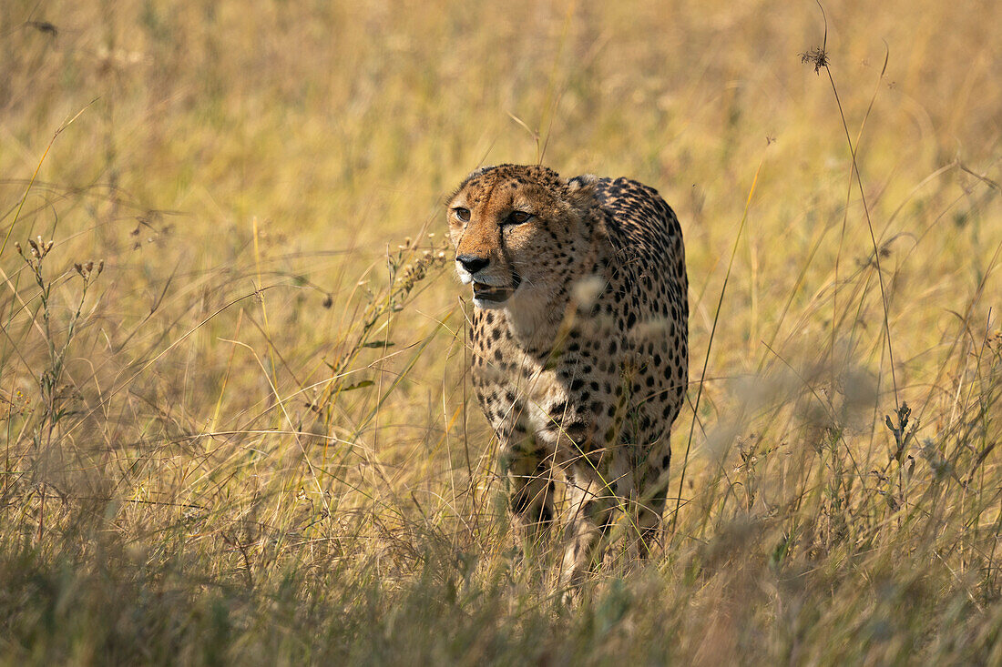 Cheetah (Acinonyx jubatus) walking in the savanna,Okavango Delta,Botswana.