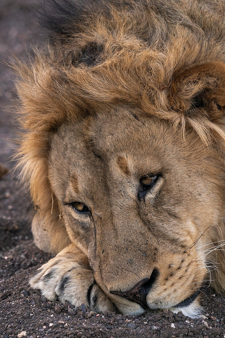 Männlicher Löwe (Panthera leo), ruhend, Mashatu Game Reserve, Botswana.