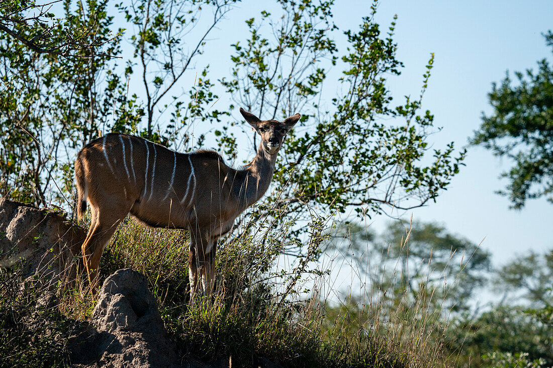 Weiblicher Großer Kudu (Tragelaphus strepsiceros), Sabi Sands Game Reserve, Südafrika.