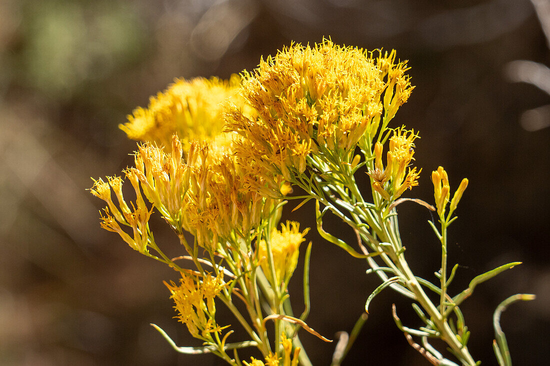 Rubber Rabbitbrush, Ericameria nauseosa, blüht im Herbst im Kodachrome Basin State Park in Utah.