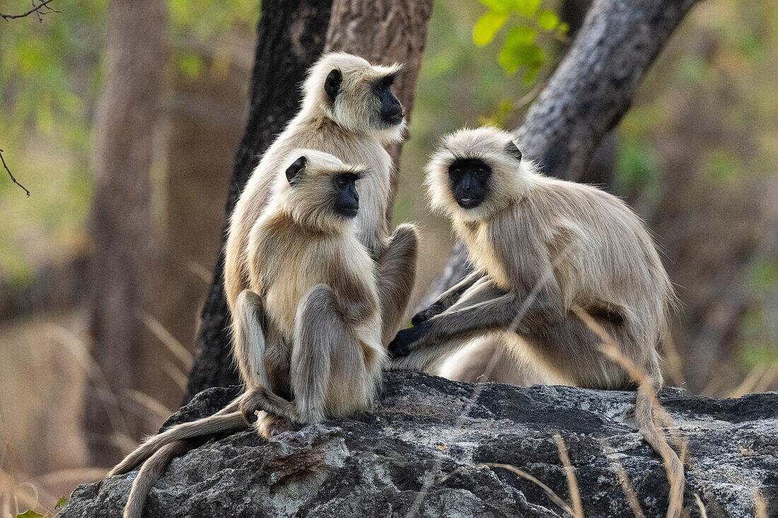 Gewöhnlicher Langur (Semnopithecus Entellus), Bandhavgarh National Park, Indien.