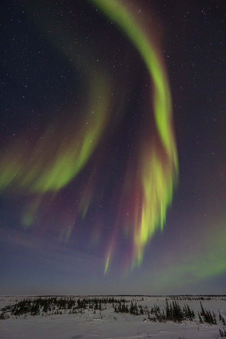 A fine showing of auroral curtains in the northeastern sky,with the Big Dipper and Ursa Major at upper left,with the sky and ground also illumimnated by the light of the waxing crescent Moon. This was February 25,2023 from the observing deck at the Churchill Northern Studies Centre,Churchill,Manitoba.