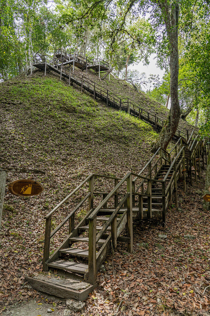 Treppe zur Spitze von Struktur 117 in den Maya-Ruinen im Yaxha-Nakun-Naranjo-Nationalpark, Guatemala. Es handelt sich um einen hohen, nicht ausgegrabenen Hügel in einem größeren astronomischen Komplex.