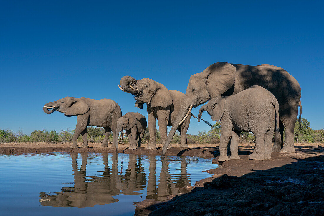 Afrikanische Elefanten (Loxodonta africana) beim Trinken am Wasserloch, Mashatu Game Reserve, Botswana.