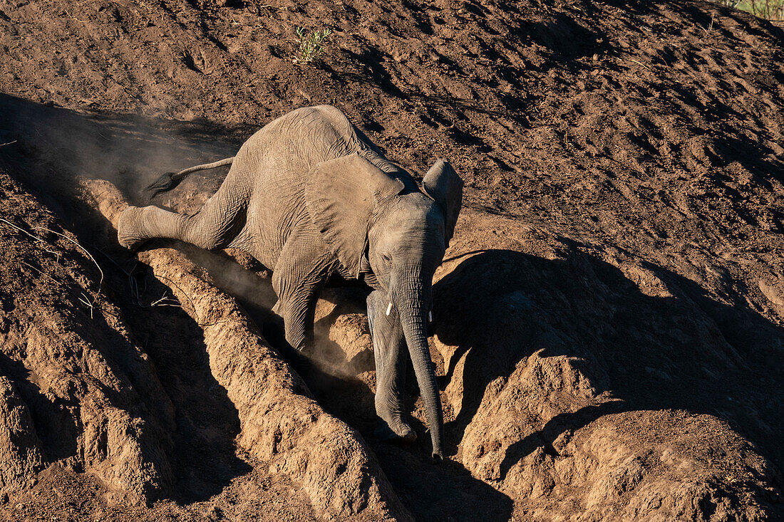 Afrikanisches Elefantenkalb (Loxodonta africana) im Staub, Mashatu Game Reserve, Botswana.