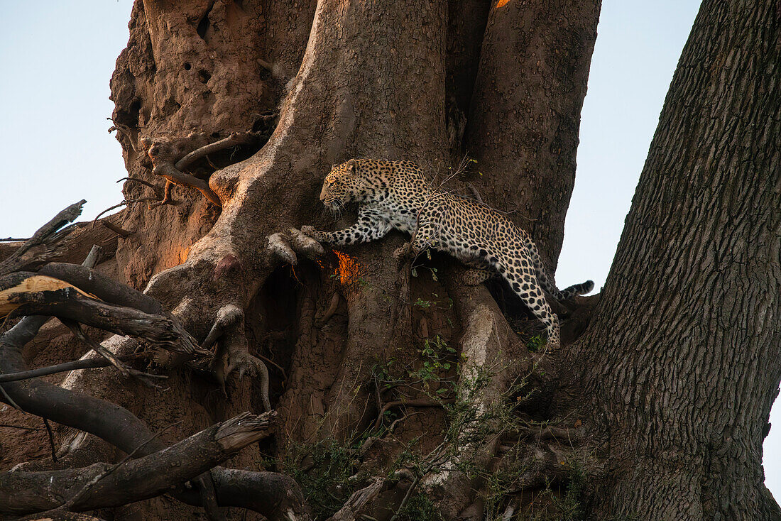 Leopard (Panthera pardus) on a tree,Mashatu Game Reserve,Botswana.
