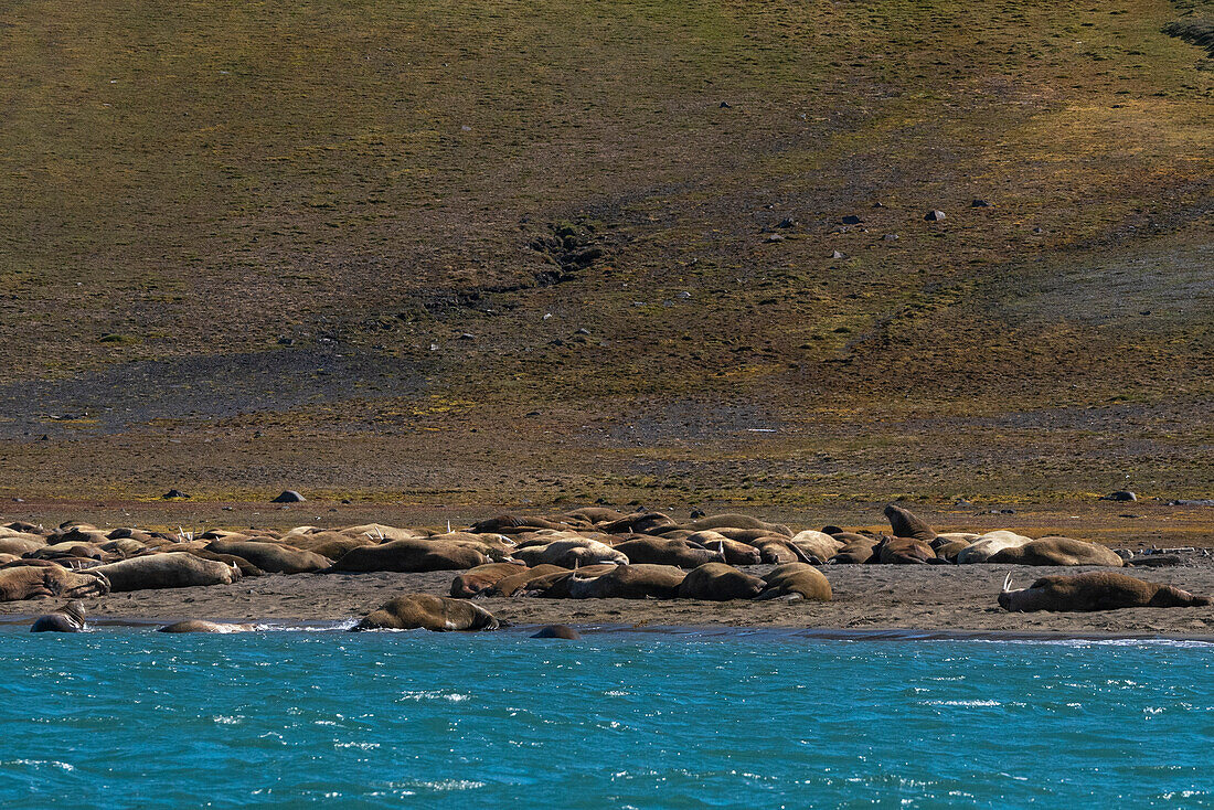 Walruses (Odobenus rosmarus) resting on the beach,Edgeoya,Svalbard Islands,Norway.