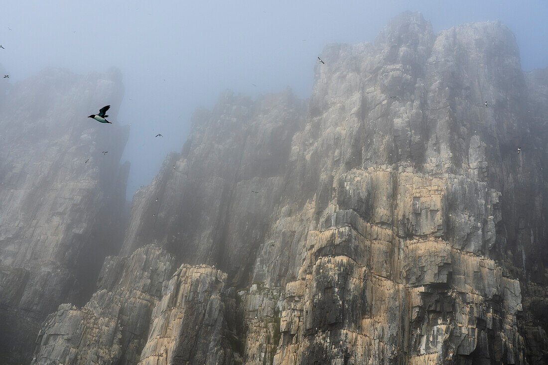 Bruennich's Guillemots (Uria lomvia),Alkefjellet,Spitsbergen,Svalbard Islands,Norway.