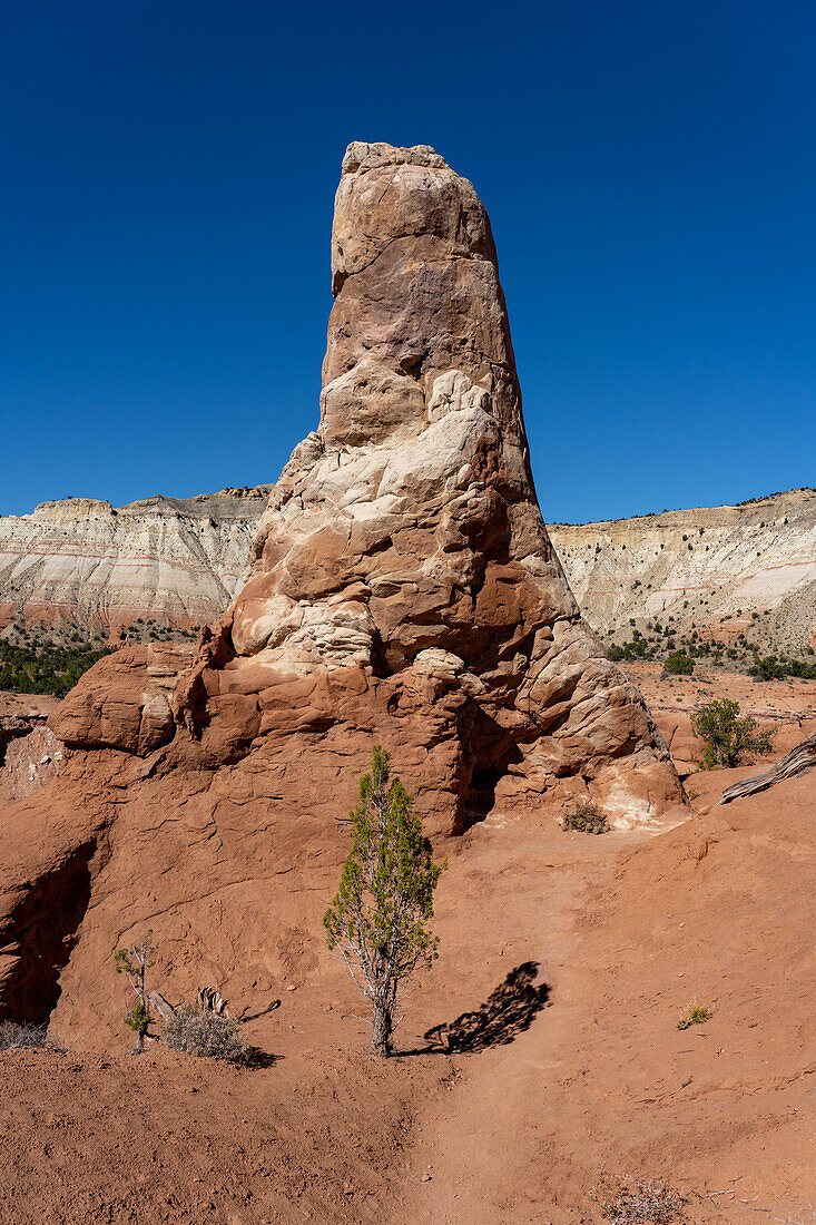 Ein kleiner Wacholderbaum vor einem Sandrohr oder Kaminfelsen, einem erodierten Felsturm im Kodachrome Basin State Park in Utah.