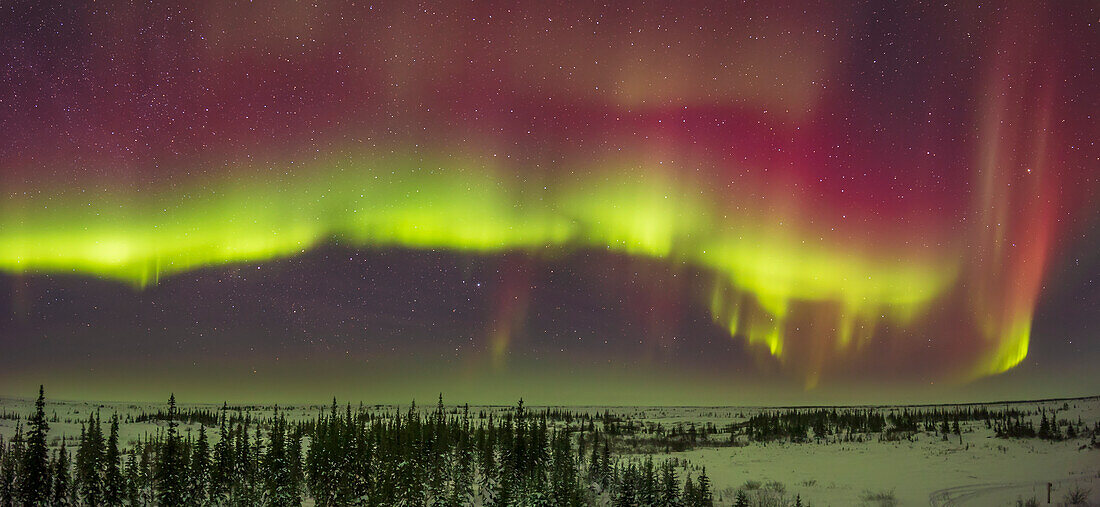 A curtain of red and green Northern Lights arcing across the north on February 21,2023. This was not a bright display yet was still colourful. It demonstrates how even dim displays (by Churchill standards) can still appear quite colourfull to the camera.