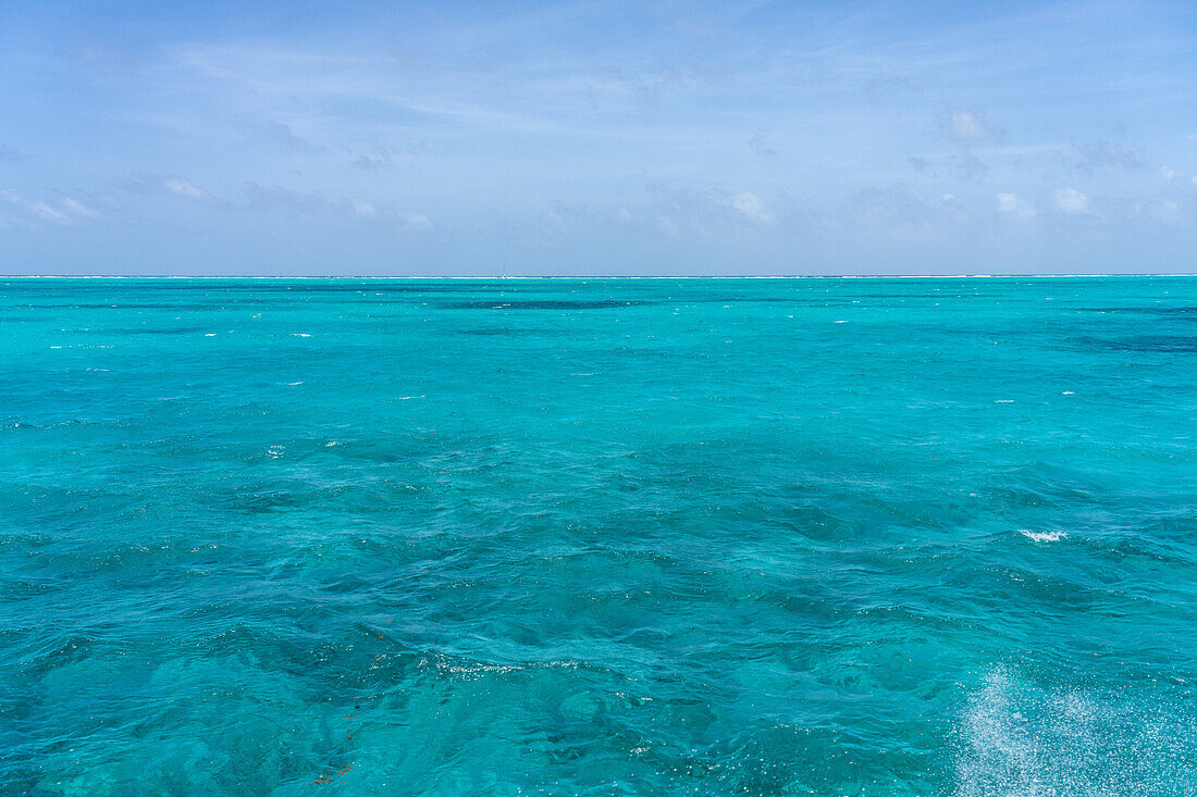 Schildkrötengrasflächen und Fleckenriffe auf dem Sandboden in klarem, flachem Wasser innerhalb des Belize Barrier Reefs in der Karibik, Belize.