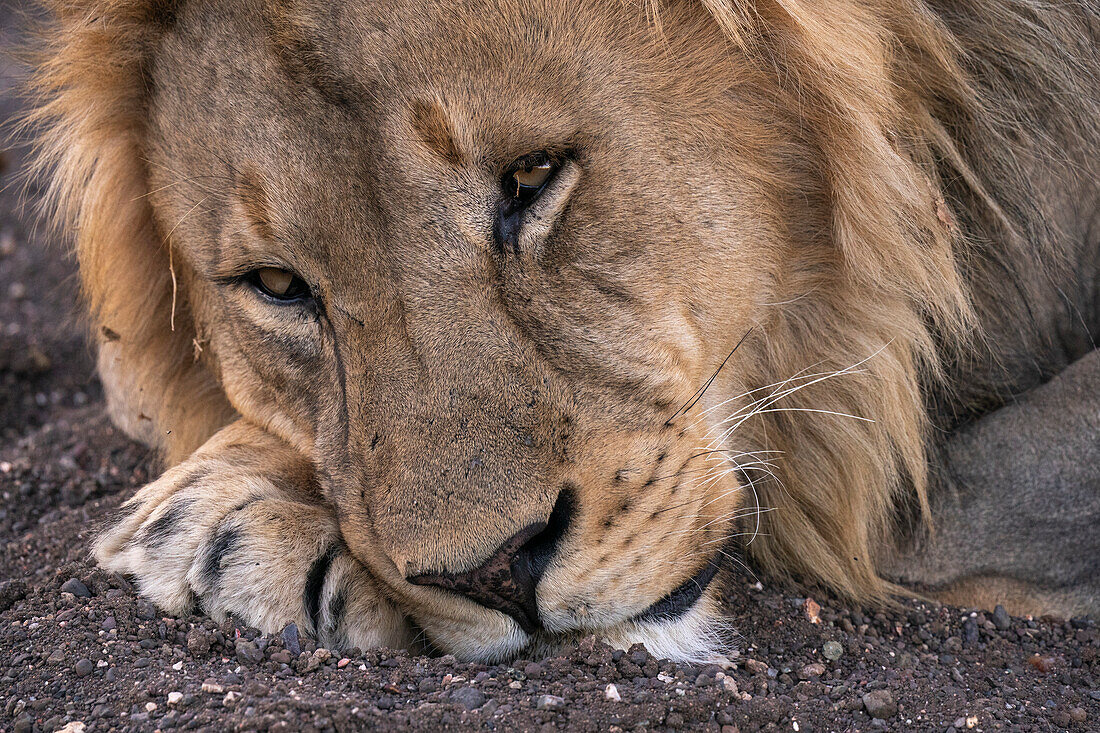 Männlicher Löwe (Panthera leo) beim Ausruhen, Mashatu Game Reserve, Botswana.