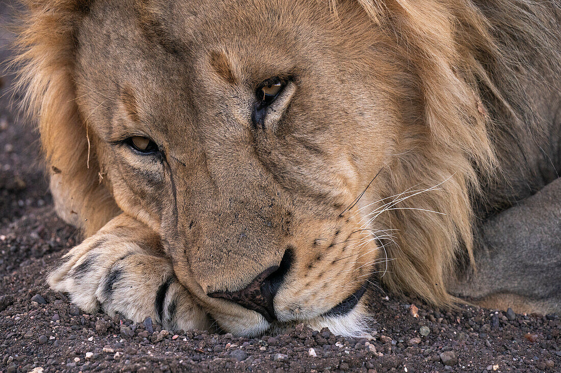 Male lion (Panthera leo) resting,Mashatu Game Reserve,Botswana.