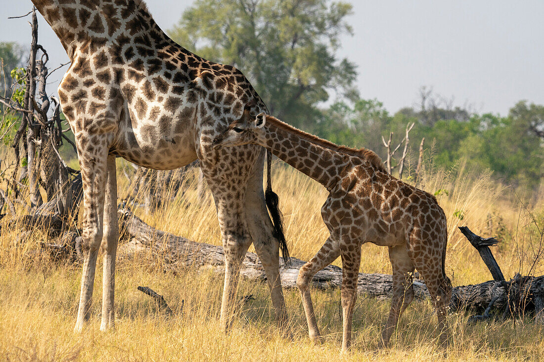 Giraffen (Giraffa camelopardalis) und Kälber, Okavango Delta, Botswana.