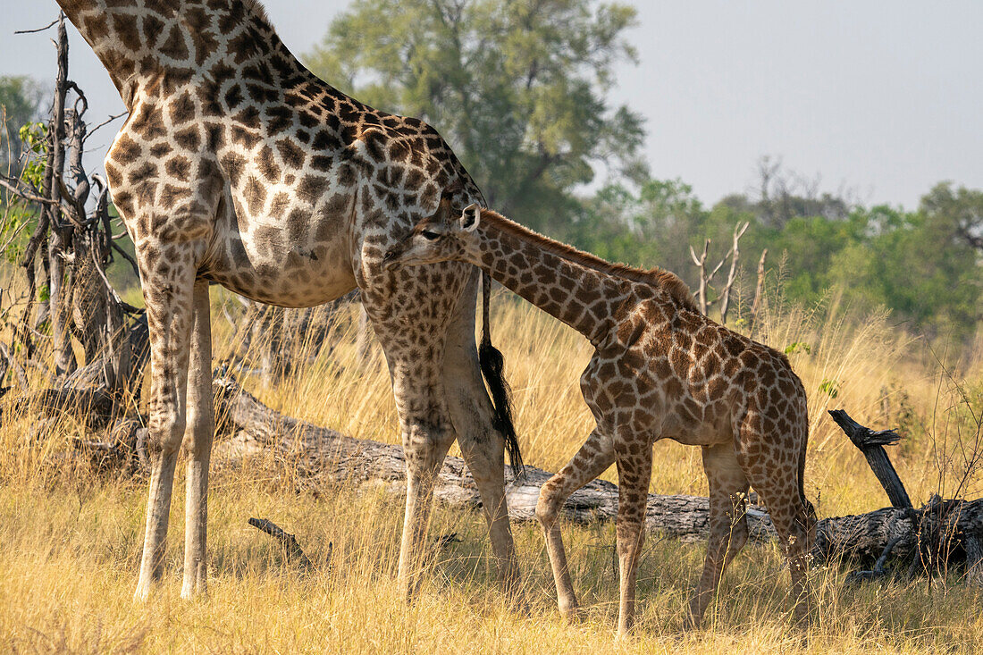 Giraffes (Giraffa camelopardalis) and calves,Okavango Delta,Botswana.