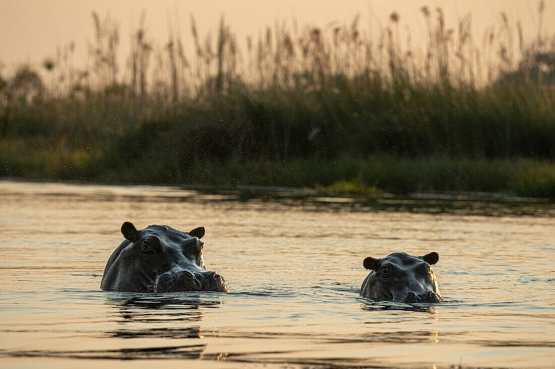 Flusspferd (Hippopotamus amphibius), Okavango-Delta, Botswana.