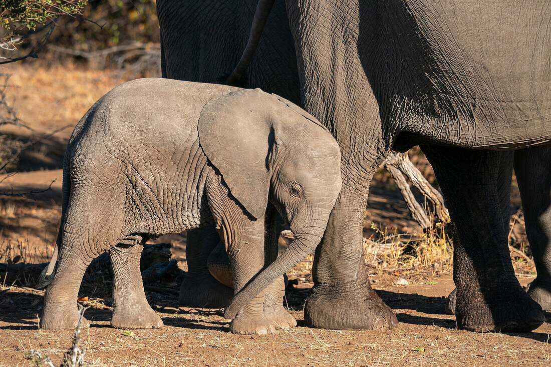 African elephant (Loxodonta africana),Mashatu Game Reserve,Botswana.