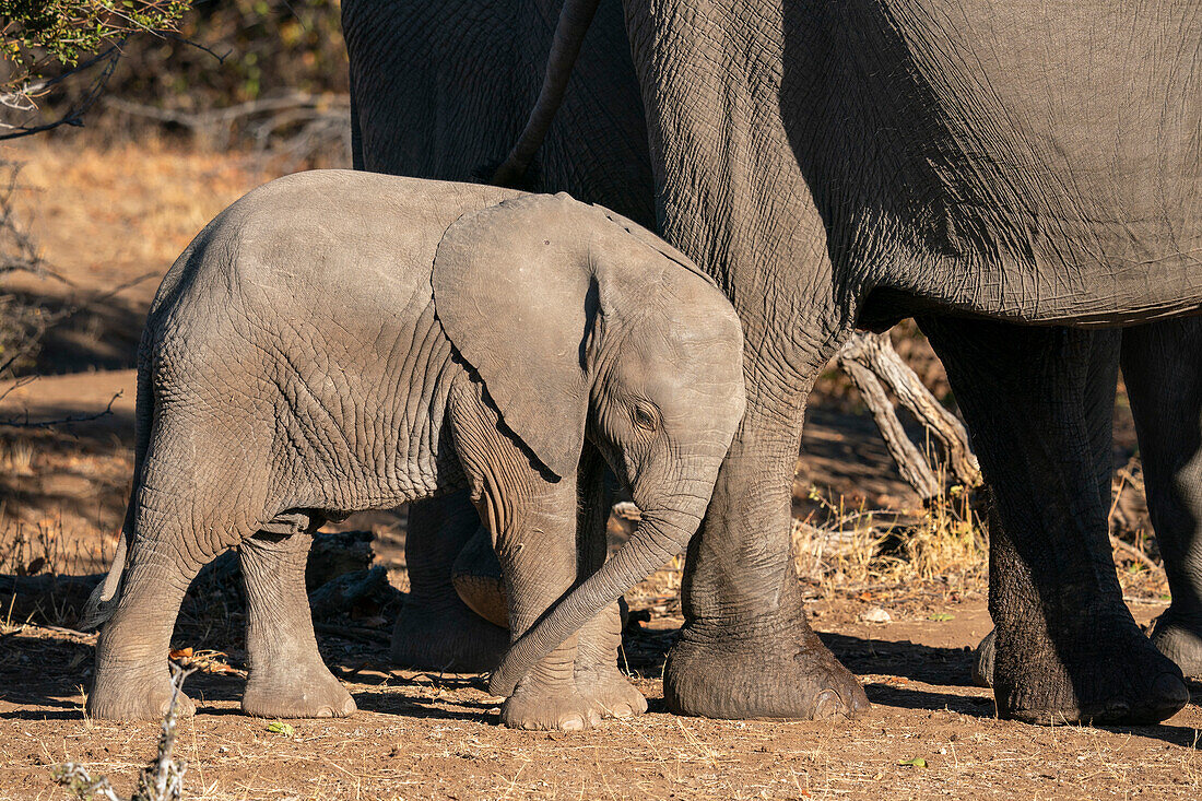 Afrikanischer Elefant (Loxodonta africana), Mashatu Game Reserve, Botsuana.