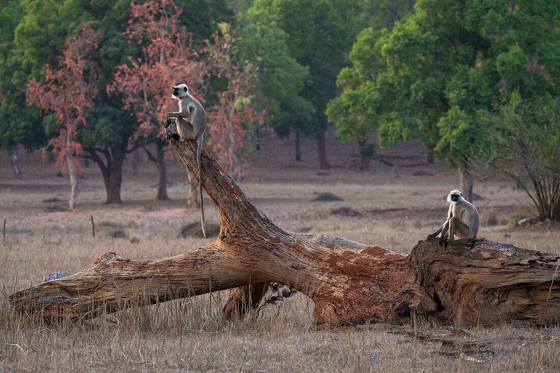 Gewöhnlicher Langur (Semnopithecus Entellus), Bandhavgarh-Nationalpark, Indien.