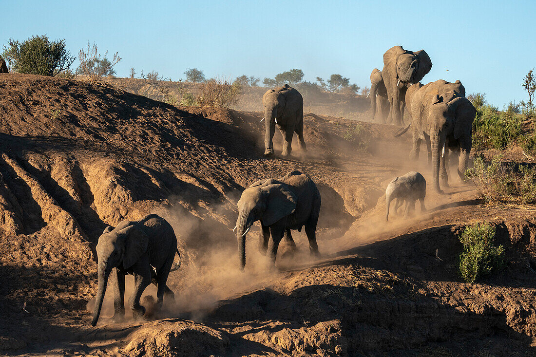 Afrikanischer Elefant (Loxodonta africana) geht in einer Reihe, Mashatu Game Reserve, Botswana.
