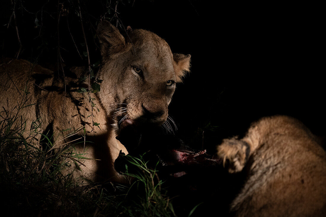 Lioness (Panthera leo) feeding at night,Sabi Sands Game Reserve,South Africa.