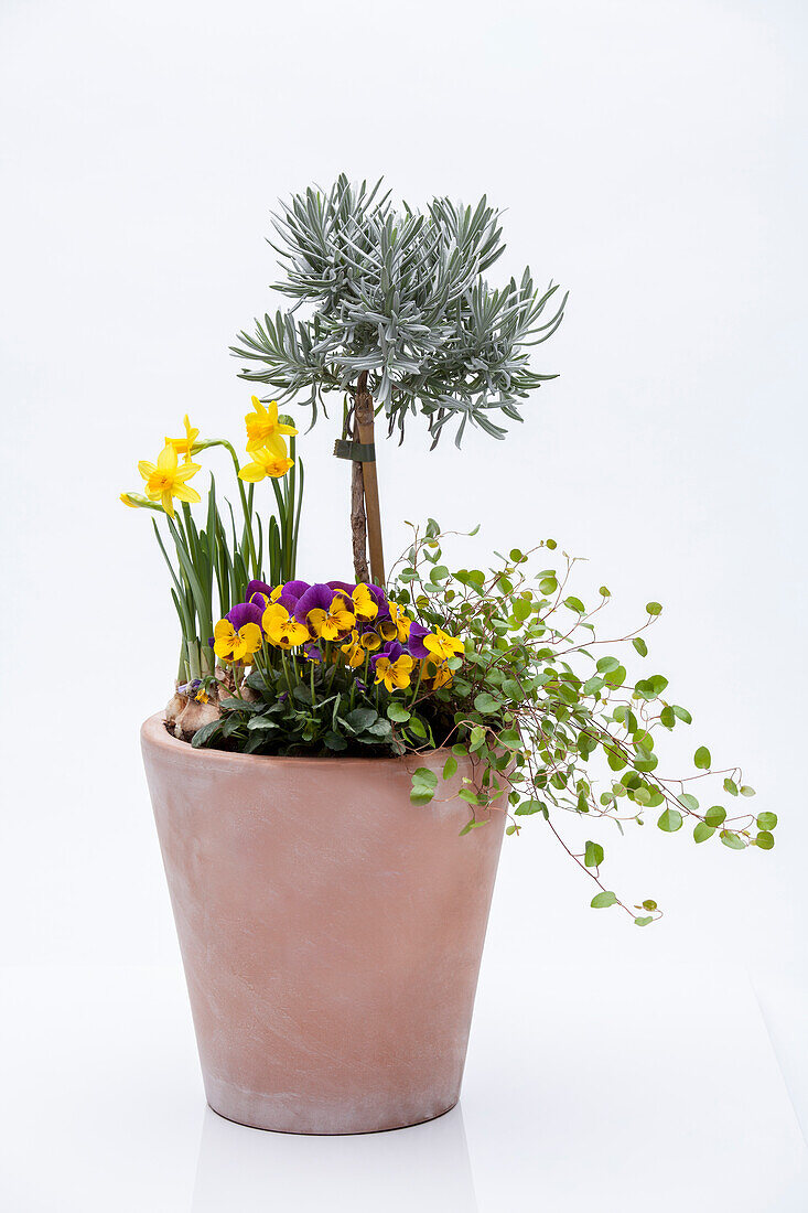 Group planting with lavender