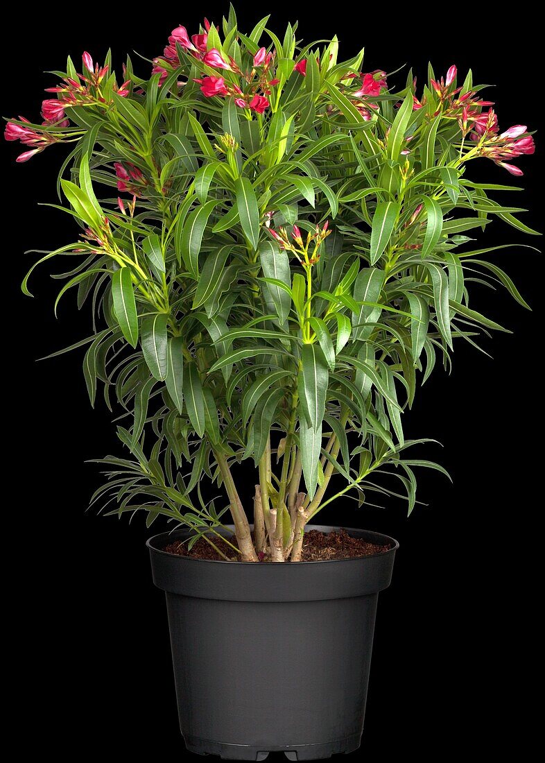 Nerium oleander, dunkelrosa