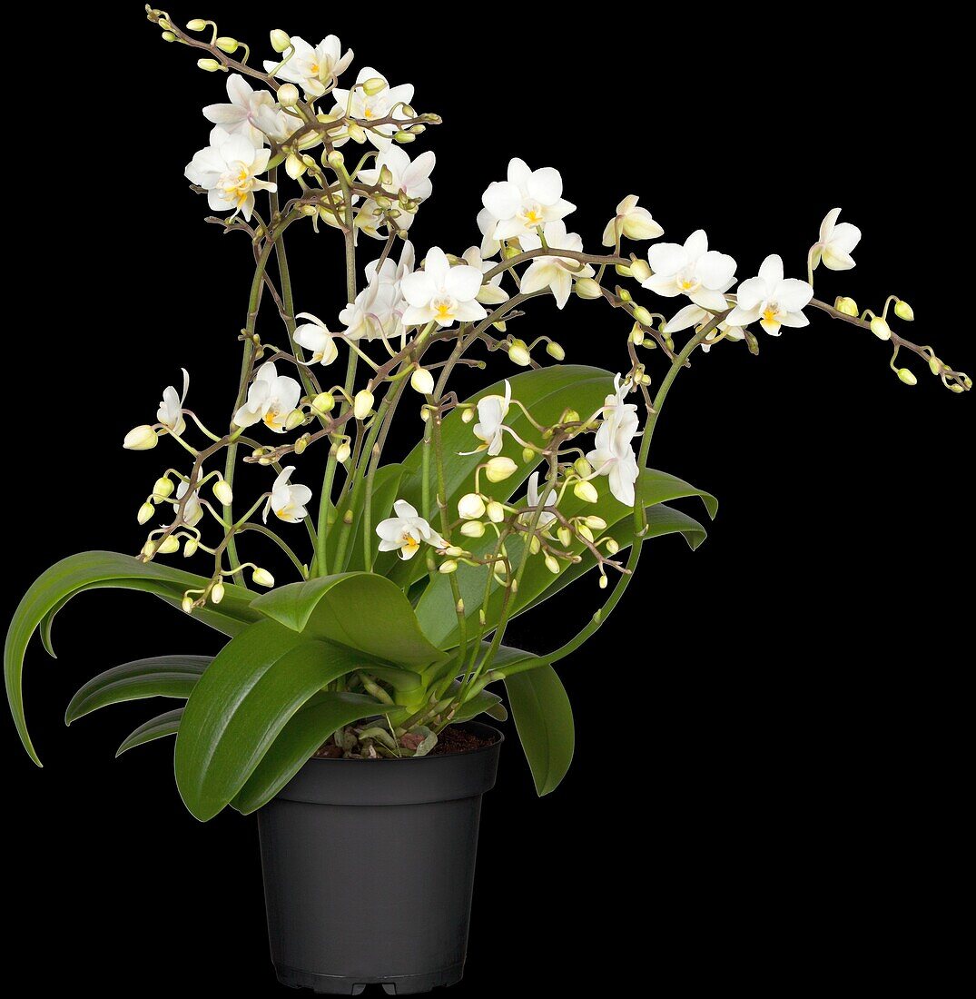 Phalaenopsis Wild Orchid