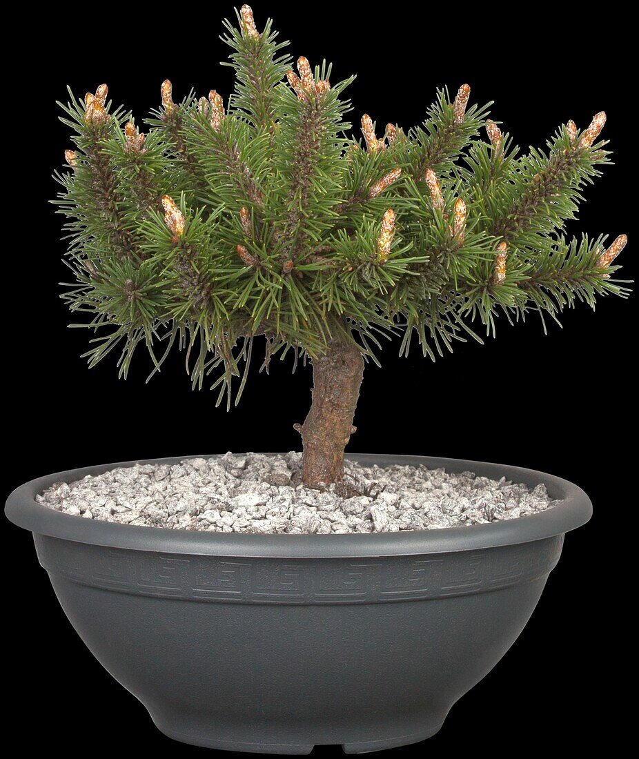 Pinus mugo 'Humpy'