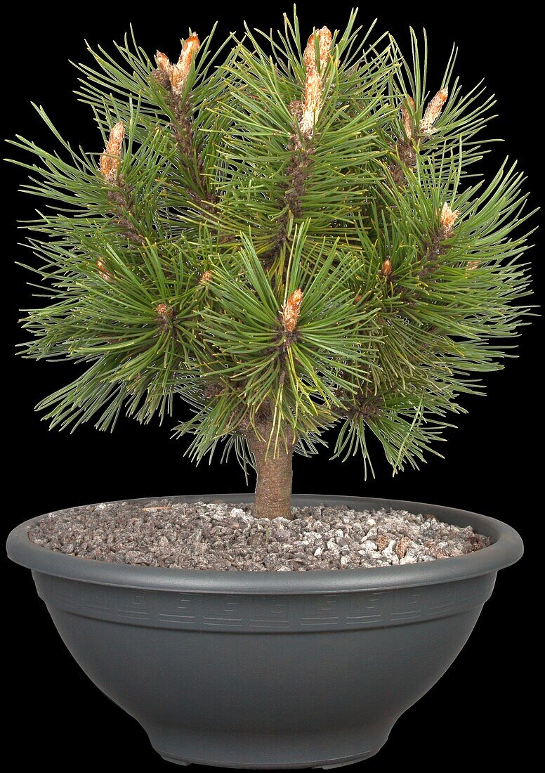 Pinus mugo 'Alpenzwerg'