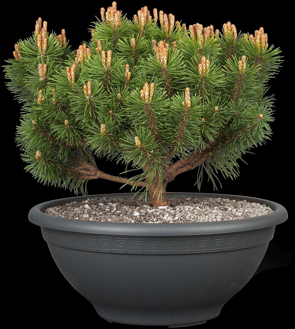 Pinus mugo 'Mops'