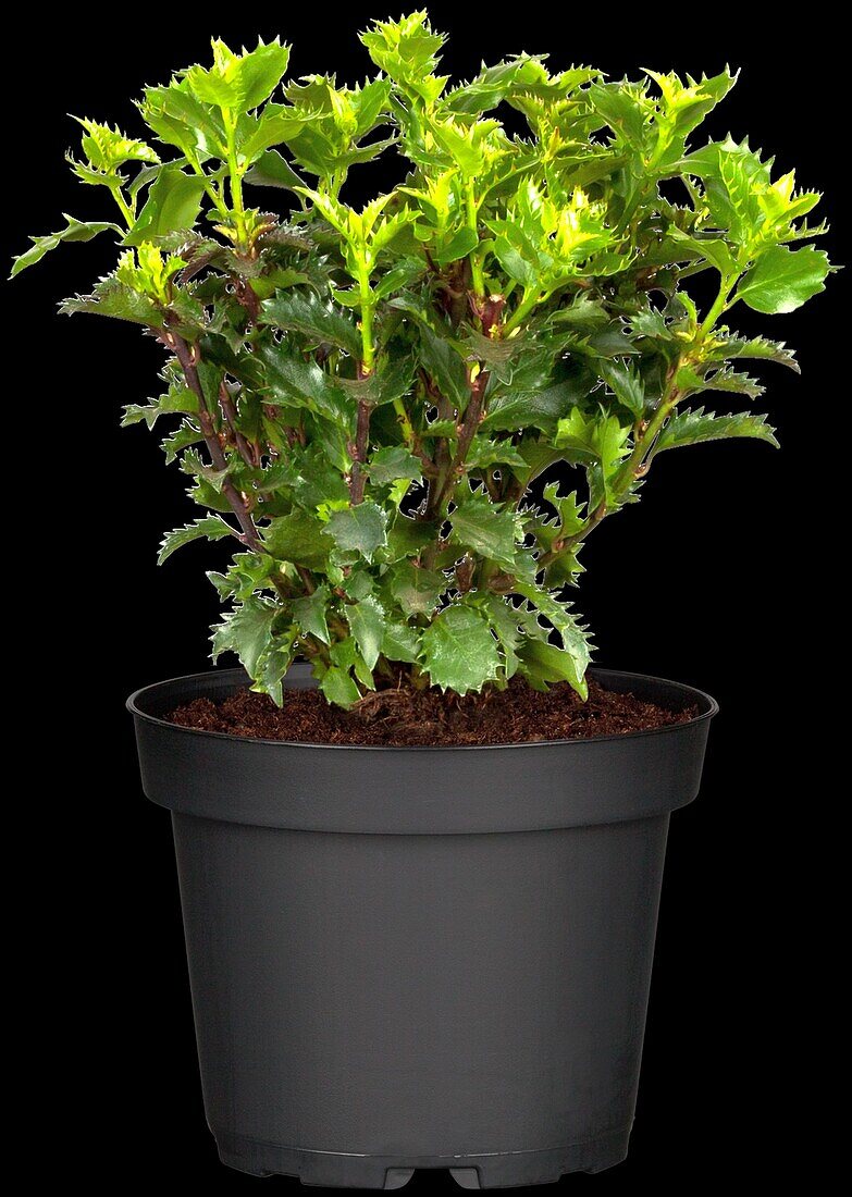 Ilex meserveae 'Little Rascal