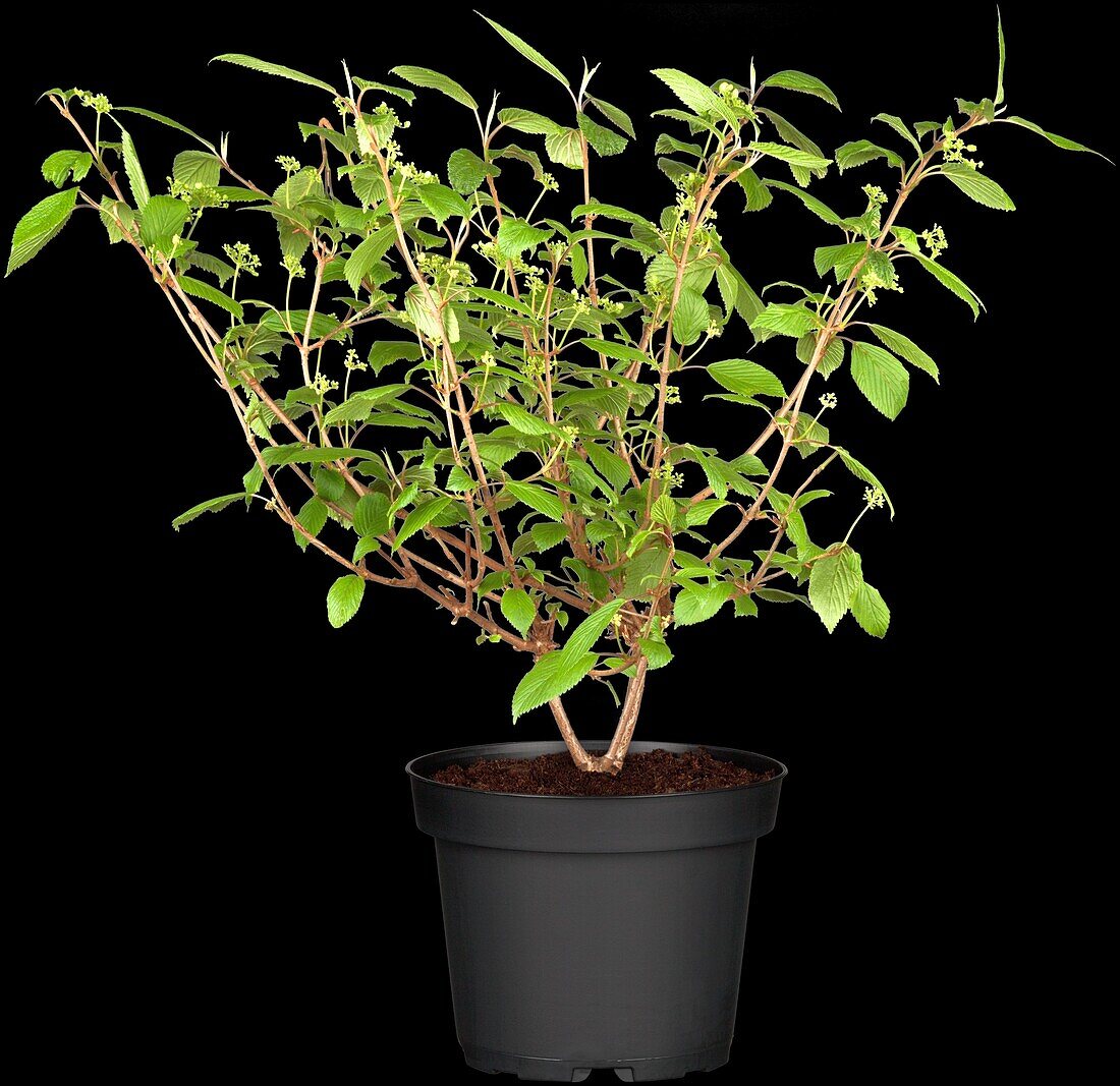 Viburnum plicatum Cascade