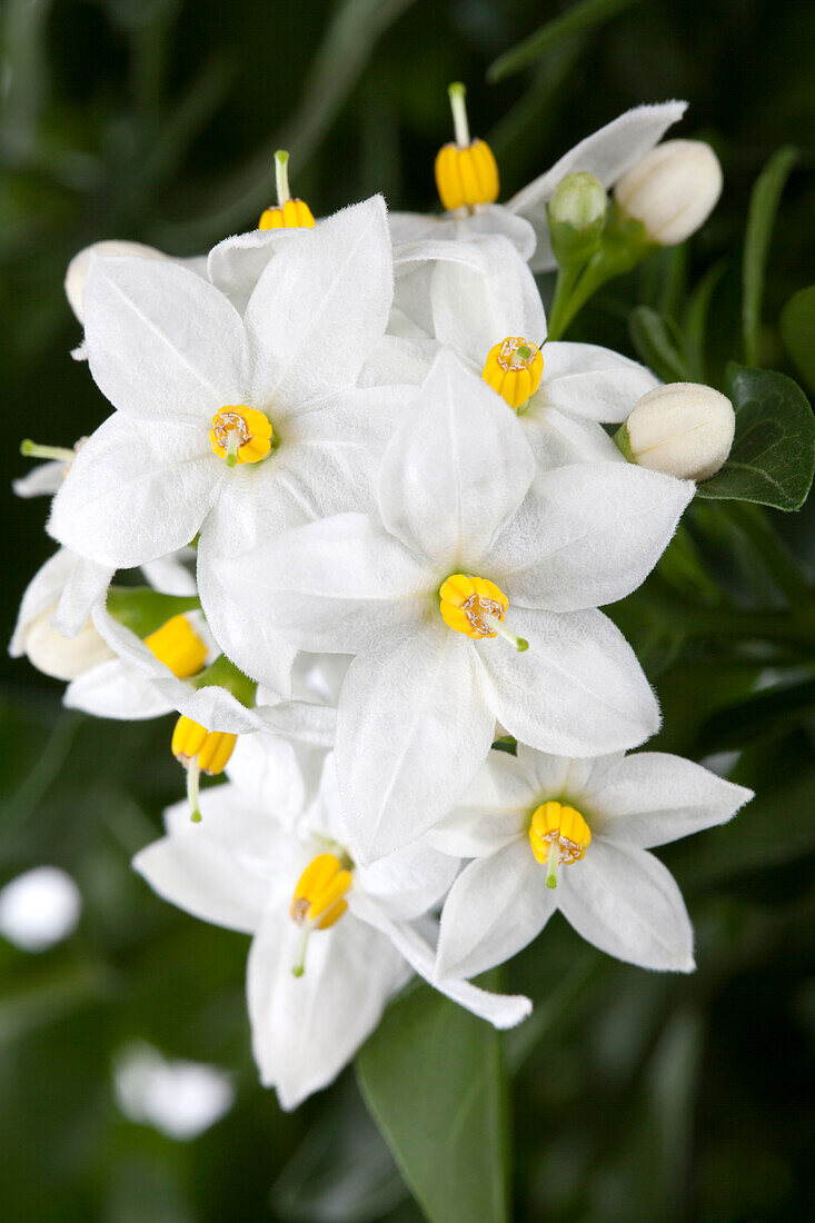 Solanum jasminoides