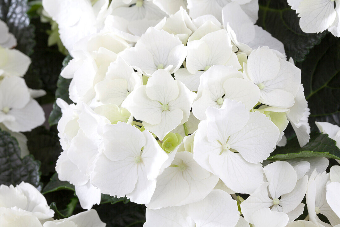 Hydrangea macrophylla