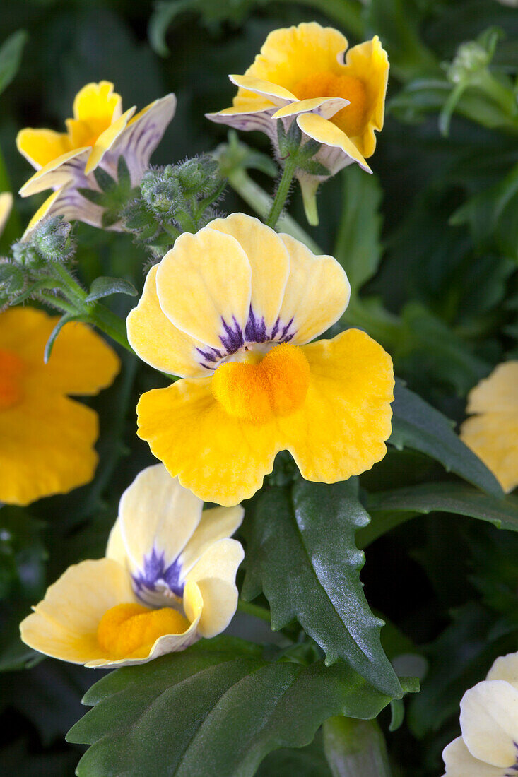 Nemesia 'SUNSATIA'™