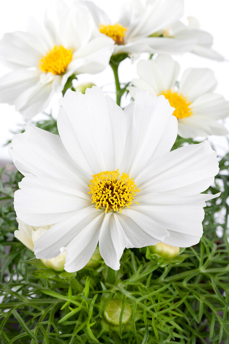 Cosmos bipinnatus