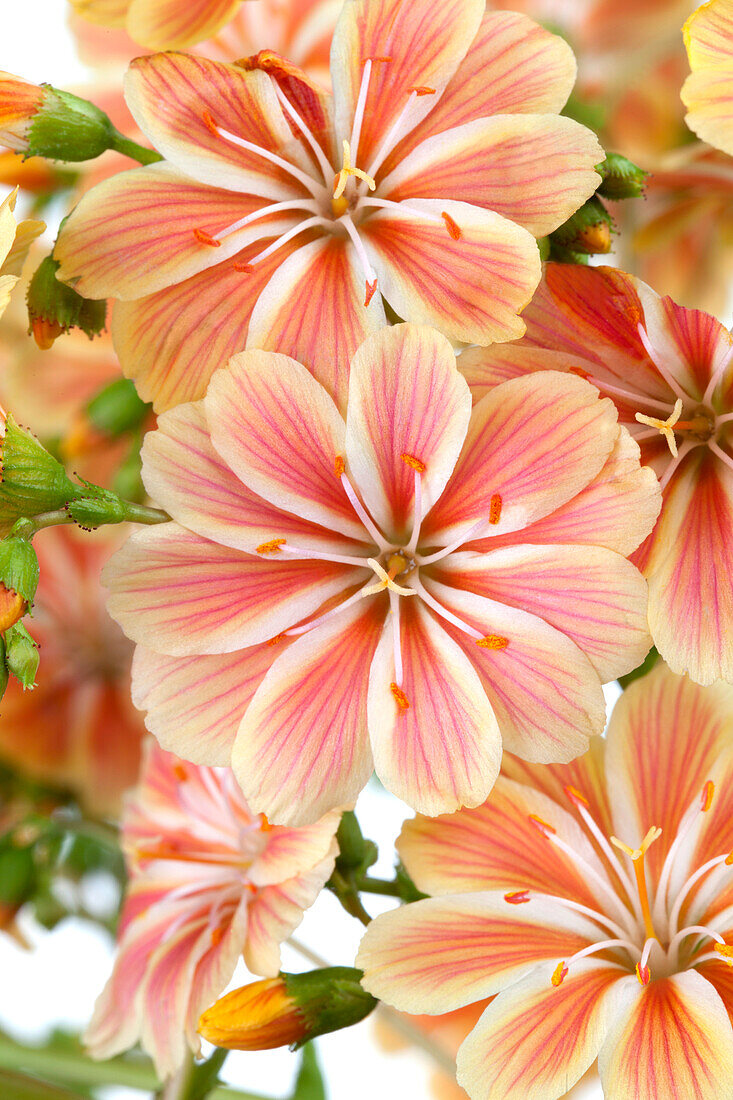 Lewisia