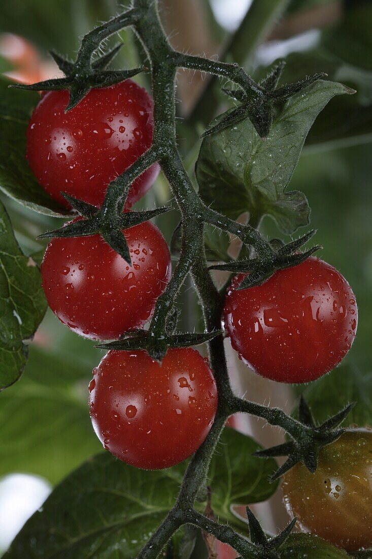 Lycopersicon esculentum Tomato Berry Red